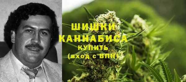 индика Ельня