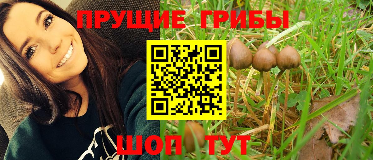 Псилоцибиновые грибы Psilocybine cubensis Знаменск
